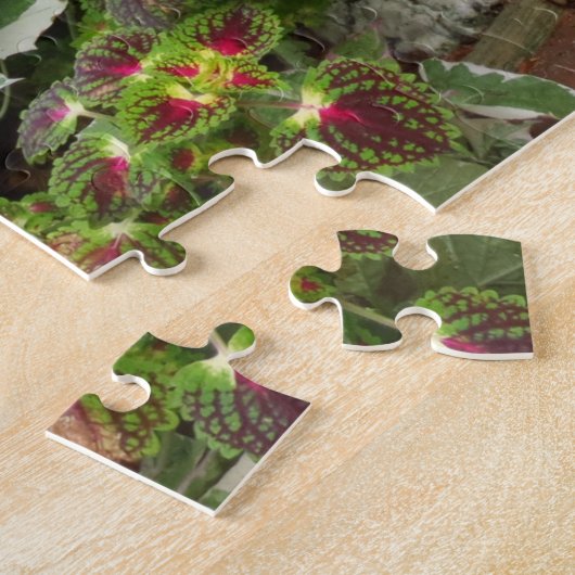 Pumpkin and Coleus - Martha's Vineyard Puzzle (Seite)