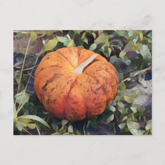 Pumpkin Art Postkarte (Vorderseite)