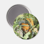 Pumpkin auf Weinbaufotografie Magnet (Vorderseite/Rückseite)