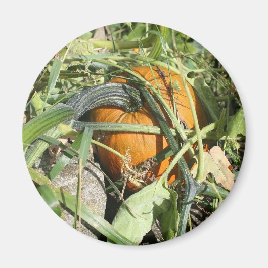 Pumpkin auf Weinbaufotografie Magnet (Vorne)