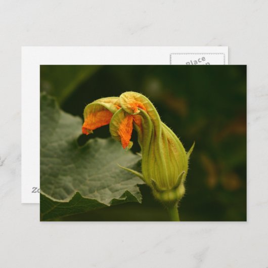 Pumpkin Blossom Postkarte (Vorne/Hinten)