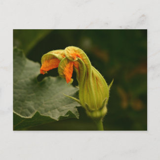 Pumpkin Blossom Postkarte