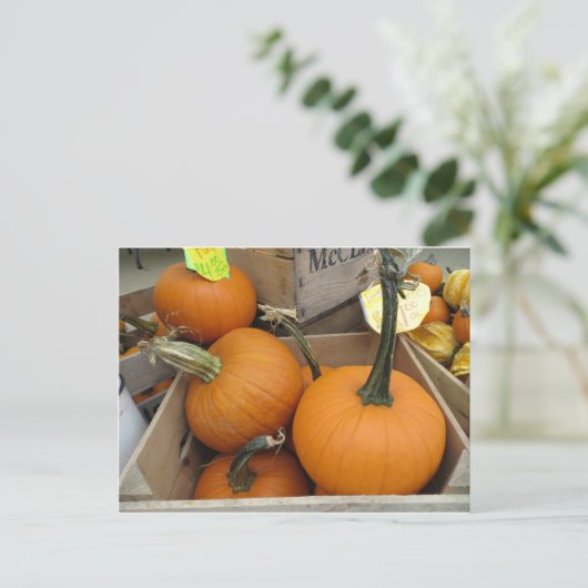 Pumpkin Bunch Postkarte (Stehend Vorderseite)