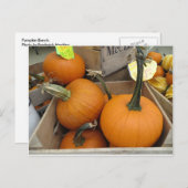 Pumpkin Bunch Postkarte (Vorne/Hinten)