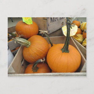 Pumpkin Bunch Postkarte