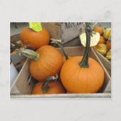 Pumpkin Bunch Postkarte (Vorderseite)