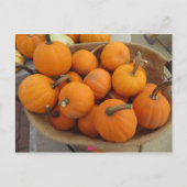 Pumpkin Bundle Postkarte (Vorderseite)