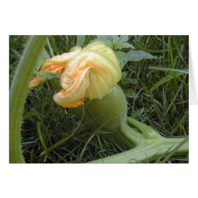 Pumpkin-Formkarte (Vorderseite (Horizontal))