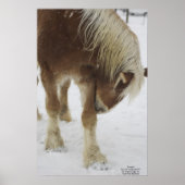 Pumpkin in Snow Poster (Vorne)