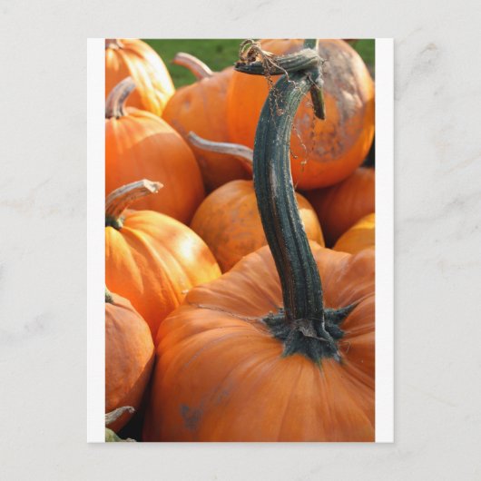 Pumpkin nah-up postkarte (Vorderseite)
