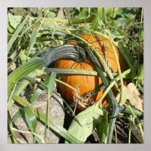 Pumpkin on Vine Fall Naturfotografie Poster
