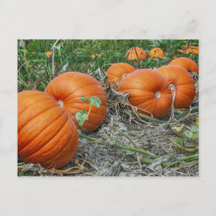 Pumpkin Patch Foto Postkarte