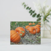 Pumpkin Patch Foto Postkarte (Stehend Vorderseite)