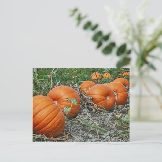 Pumpkin Patch Foto Postkarte (Stehend Vorderseite)