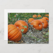Pumpkin Patch Foto Postkarte (Vorne/Hinten)