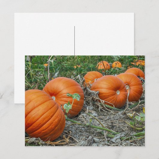 Pumpkin Patch Foto Postkarte (Vorne/Hinten)
