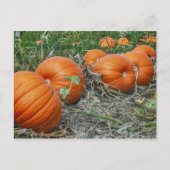 Pumpkin Patch Foto Postkarte (Vorderseite)