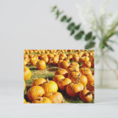 Pumpkin-Patch Halloween Feiertagspostkarte (Stehend Vorderseite)
