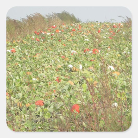 Pumpkin Patch Halloween Stickers (Vorderseite)