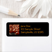 Pumpkin Patch Herbsternte Fotografie (Insitu)