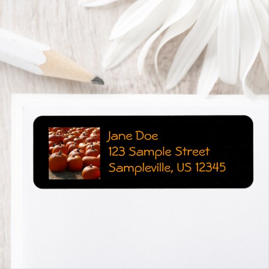 Pumpkin Patch Herbsternte Fotografie (Insitu)