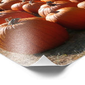 Pumpkin Patch Herbsternte Fotografie (Ecke)