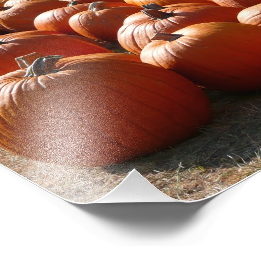 Pumpkin Patch Herbsternte Fotografie (Ecke)