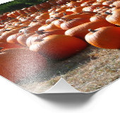 Pumpkin Patch Herbsternte Fotografie (Ecke)