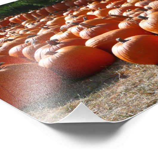 Pumpkin Patch Herbsternte Fotografie (Ecke)