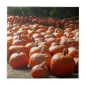 Pumpkin Patch Herbsternte Fotografie Fliese (Vorderseite)
