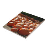 Pumpkin Patch Herbsternte Fotografie Fliese (Seite)