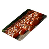 Pumpkin Patch Herbsternte Fotografie Magnet (Linke Seite)