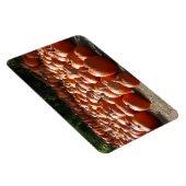 Pumpkin Patch Herbsternte Fotografie Magnet (Rechte Seite)