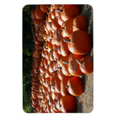 Pumpkin Patch Herbsternte Fotografie Magnet (Vertikal)
