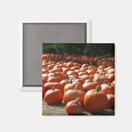 Pumpkin Patch Herbsternte Fotografie Magnet (Vorderseite/Rückseite)