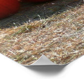 Pumpkin Patch Herbsternte Fotografie Poster (Ecke)