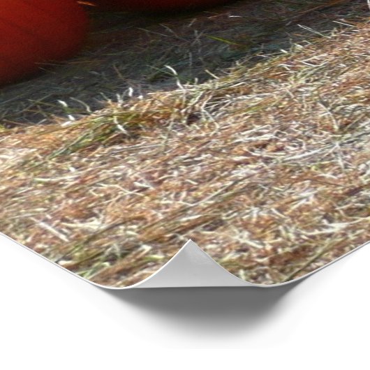 Pumpkin Patch Herbsternte Fotografie Poster (Ecke)