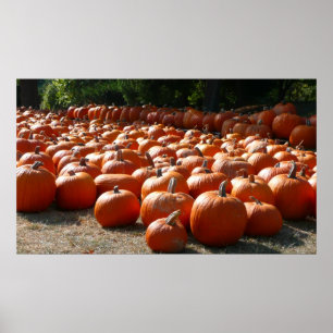 Pumpkin Patch Herbsternte Fotografie Poster
