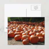 Pumpkin Patch Herbsternte Fotografie Postkarte (Vorne/Hinten)