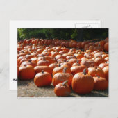 Pumpkin Patch Herbsternte Fotografie Postkarte (Vorne/Hinten)