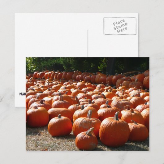 Pumpkin Patch Herbsternte Fotografie Postkarte (Vorne/Hinten)