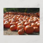 Pumpkin Patch Herbsternte Fotografie Postkarte (Vorderseite)