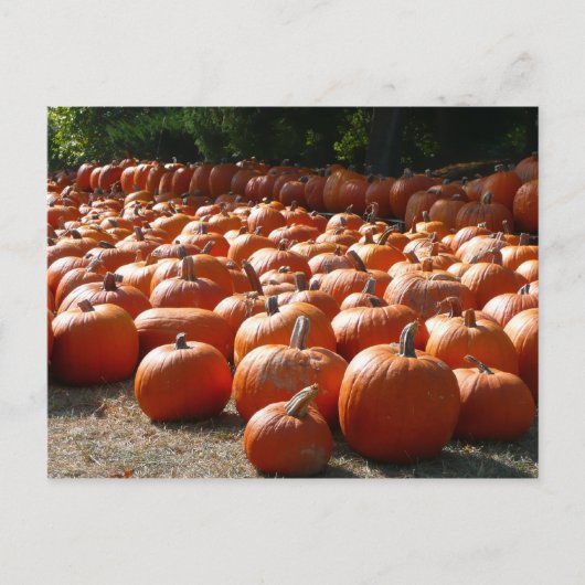 Pumpkin Patch Herbsternte Fotografie Postkarte (Vorderseite)