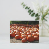 Pumpkin Patch Herbsternte Fotografie Postkarte (Stehend Vorderseite)