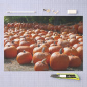 Pumpkin Patch Herbsternte Fotografie Seidenpapier (Handwerk)