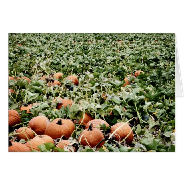 Pumpkin Patch in Lawrence, KS (Vorderseite (Horizontal))