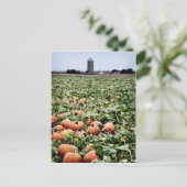 Pumpkin Patch in Lawrence, KS Postkarte (Stehend Vorderseite)