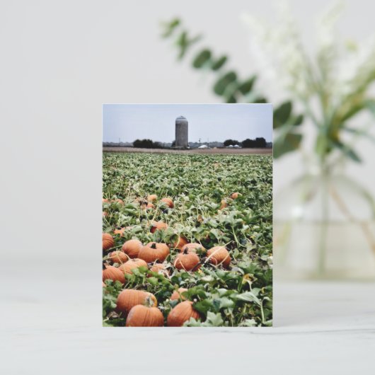 Pumpkin Patch in Lawrence, KS Postkarte (Stehend Vorderseite)