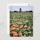 Pumpkin Patch in Lawrence, KS Postkarte (Vorne/Hinten)