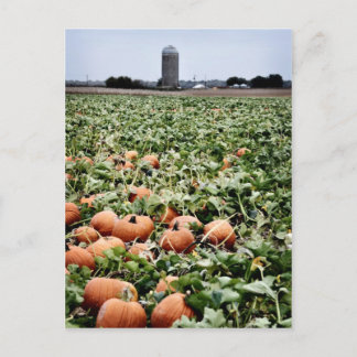 Pumpkin Patch in Lawrence, KS Postkarte